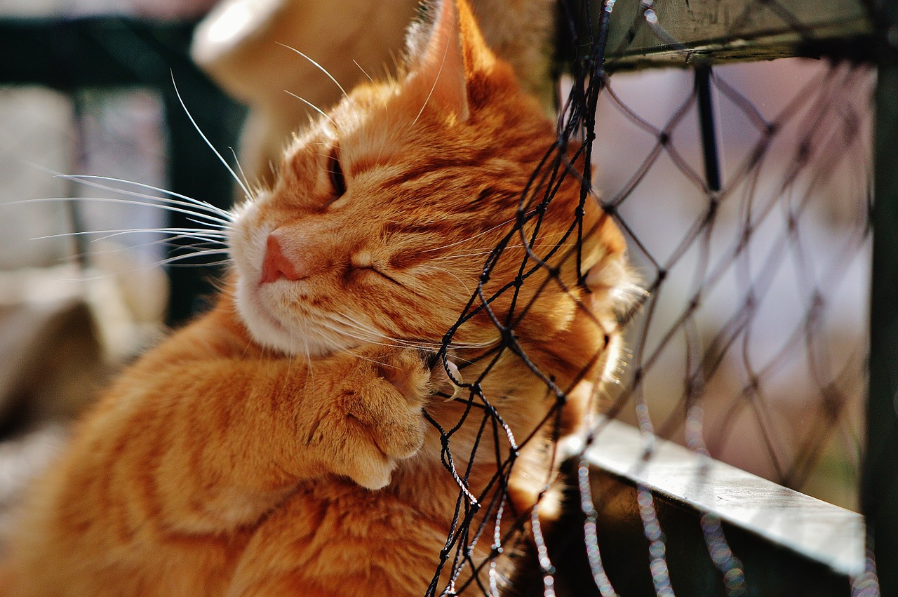 Cat - Love