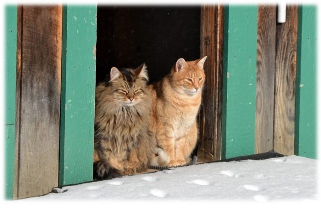 Friendship, cats